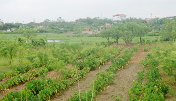 Làng vườn Bách Thuận 2